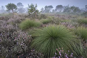 Ericaceous Prints: Deergrass (Scirpus cespitosus) at dawn among Heather (Calluna vulgaris), Groot Schietveld