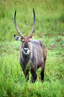 Bovidae Prints: Defassa waterbuck (Kobus ellipsiprymnus defassa) male