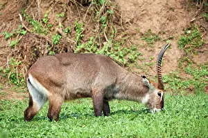 Bovidae Prints: Defassa waterbuck (Kobus ellipsiprymnus defassa) male