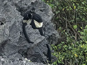 2019 July Highlights Prints: Delacouras langurs (Trachypithecus delacouri) restin