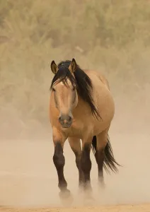 DELETE DUPLICATE - RF - Wild buckskin Mustang stallion walking towards waterhole