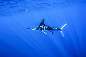 DELETE Striped marlin (Kajikia audax) feeding on bait balls, Eastern Pacific, Thetis Bank