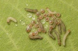 Noctuid Prints: Delicate cycnia (Cycnia tenera) hatching eggs and caterpillars
