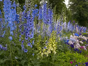 Flowers Collection: Delphiniums flowering in cottage garden. England, UK