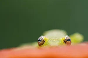 Images Dated 30th October 2014: Demerara falls / Rough skinned tree frog (Hypsiboas cinerascens) eyes peering over