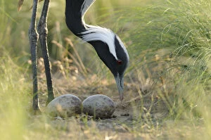 Demoiselle crane (Anthropoides virgo) tending two eggs in its nest, Cherniye Zemli