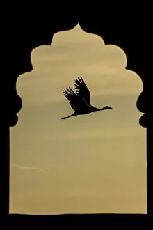Images Dated 7th December 2015: Demoiselle crane (Anthropoides virgo) flying silhouetted and framed by Jarokha
