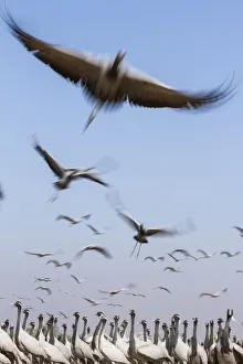 Blurred Movement Prints: Demoiselle crane (Anthropoides virgo) flock taking flight during winter migration