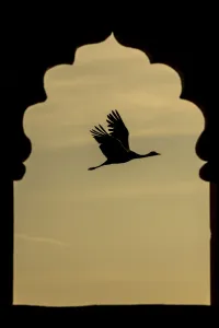 Yashpal Rathore Prints: Demoiselle crane (Anthropoides virgo) flying silhouetted and framed by Jarokha