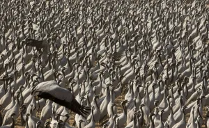 Yashpal Rathore Prints: Demoiselle crane (Anthropoides virgo) gathering of large number of cranes in a chugga ghar