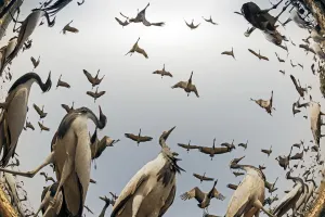 Yashpal Rathore Prints: Demoiselle crane (Anthropoides virgo) low angle fisheye perspective of feeding cranes