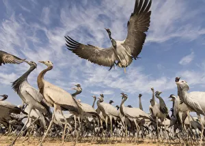 Gruidae Prints: Demoiselle crane (Anthropoides virgo) low angle view of birds flying and landing