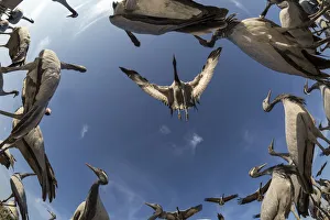 Yashpal Rathore Prints: Demoiselle crane (Anthropoides virgo) low angle view of cranes landing in feeding