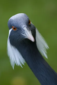 Anthropoides Virgo Gallery: Demoiselle crane (Anthropoides virgo) portrait, captive