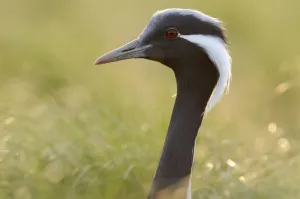 Images Dated 8th May 2009: Demoiselle crane (Anthropoides virgo) portrait, Cherniye Zemli (Black Earth) Nature Reserve