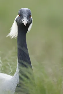 Images Dated 8th May 2009: Demoiselle crane (Anthropoides virgo) portrait, Cherniye Zemli (Black Earth) Nature Reserve