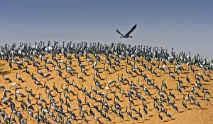 Yashpal Rathore Prints: Demoiselle crane (Anthropoides virgo) resting on sand dunes during winter migration