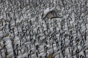Axel Gomille Collection: Demoiselle crane (Grus virgo or Anthropoides virgo), large flock at their wintering site