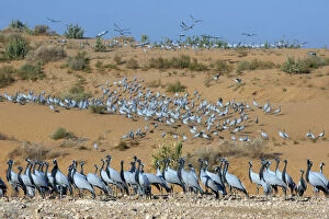 Anthropoides Virgo Gallery: Demoiselle cranes (Anthropoides virgo) at wintering site, Thar desert, on sand dune