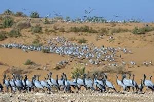 Anthropoides Virgo Gallery: Demoiselle cranes (Anthropoides virgo) at wintering site, Thar desert, on sand dune