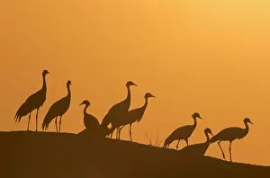 Images Dated 9th February 2016: Demoiselle cranes (Anthropoides virgo) silhouetted at dusk on a wall during their winter migration