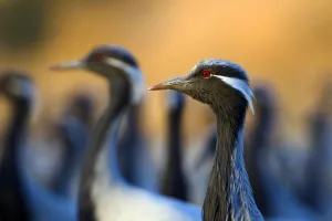 Anthropoides Virgo Gallery: Demoiselle cranes (Anthropoides virgo) flock, India