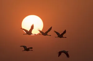 Gruidae Prints: Demoiselle cranes (Anthropoides virgo) flying at sunrise during migration. Khichan