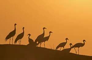 Yashpal Rathore Prints: Demoiselle cranes (Anthropoides virgo) silhouetted at dusk on a wall during their winter migration