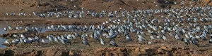 Demoiselle cranes (Grus / Anthropoides virgo), large flock, at their wintering site