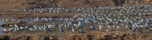 Axel Gomille Collection: Demoiselle cranes (Grus / Anthropoides virgo), large flock, at their wintering site