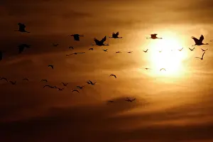 Gruidae Prints: Demoiselle cranes (Grus virgo) flock in flight, silhouetted at sunrise, Rajasthan, India