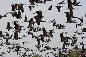 Gruidae Prints: Demoiselle cranes (Grus virgo) flock in flight, Rajasthan, India