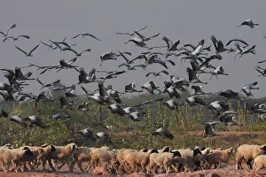 Gruidae Prints: Demoiselle cranes (Grus virgo) flock in flight over herd of sheep drinking at waterhole