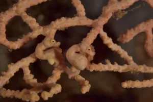 May 2021 Highlights Prints: Two Denise seahorses (Hippocampus denise) on a seafan / gorgonian with a male pregnant