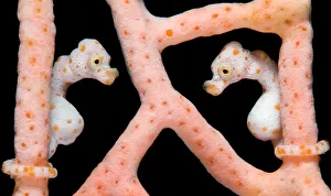 Symmetry Prints: Two Denise's Pygmy Seahorses (Hippocampus denise) on a seafan (Muricella sp)