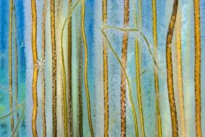 Cnidarian Gallery: Dense growth of Bootlace seaweed (Chorda filum) in shallow water