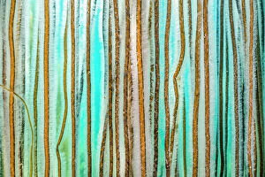 Camouflage Gallery: Dense growth of Bootlace seaweed (Chorda filum) in shallow water, Kimmeridge, Dorset, England, UK