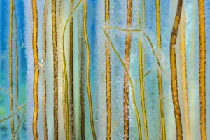 Ochrophyta Prints: Dense growth of Bootlace seaweed (Chorda filum) in shallow water
