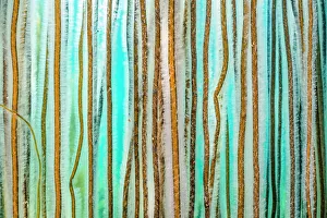 Seaweed Prints: Dense growth of Bootlace seaweed (Chorda filum) in shallow water