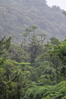 Fiji Prints: Dense old-growth rainforest in the interior of Taveuni, Fiji. June, 2023