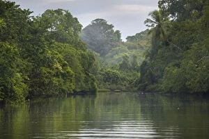 Dense rainforest surrounding estuary mouth, Corcovado National Park, Osa Peninsula