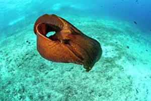 Croatia Prints: Depilatory sea hare (Aplysia depilans) portrait, Vis Island, Croatia, Adriatic Sea