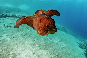 Croatia Prints: Depilatory sea hare (Aplysia depilans) portrait, Vis Island, Croatia, Adriatic Sea