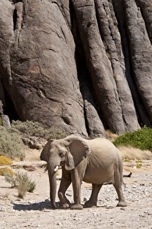 Elephants Gallery: Desert african elephant (Loxodonta africana) in the Namib Desert, Damaraland, Namibia