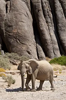 Desert african elephant (Loxodonta africana) in the Namib Desert, Damaraland, Namibia