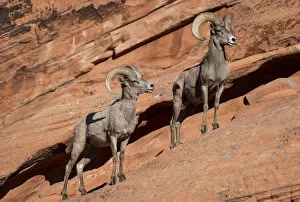 2020 January Highlights Collection: Desert bighorn sheep (Ovis canadensis nelsoni) rams on steep sandstone wall