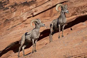 Proud Prints: Desert bighorn sheep (Ovis canadensis nelsoni) rams on steep sandstone wall