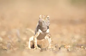 Hidden In Nature Prints: Desert chameleon {Chamaeleo namaquensis} note one eye facing forwards, the other backwards
