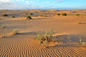 Ripple Prints: Desert holly (Atriplex hymenelytra) on Algodones dunes at dawn, California, USA. June