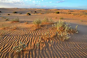 Ripple Prints: Desert holly (Atriplex hymenelytra) on Algodones dunes at dawn, California, USA. June